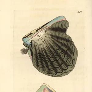 Black-lip oyster, Pinctada margaritifera