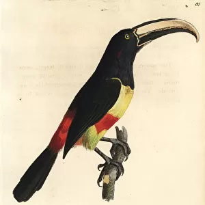 Black-necked aracari, Pteroglossus aracari