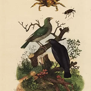 Black oriole, green oriole, four-horned spider