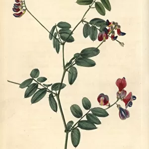 Black pea, Lathyrus niger