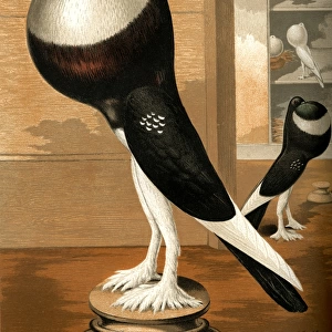 Black-Pied Pouter Cock Pigeon
