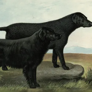 Black Retrievers