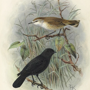 Black Robin and Chatham Island Warbler
