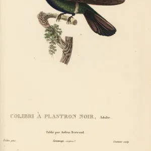 Black-throated mango, Anthracothorax nigricollis