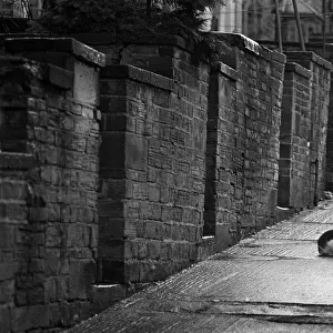 Black and white cat in backstreet, Bradford, Yorkshire