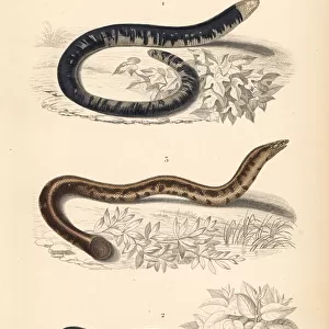 Black and white worm lizard, blind snake