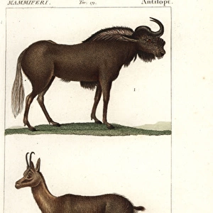Black wildebeest or gnu, Connochaetes gnou