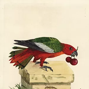 Black-winged parrot, Hapalopsittaca melanotis
