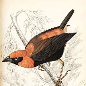 Black-winged red bishop, Euplectes hordeaceus