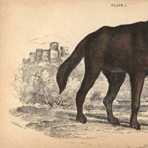 Black wolf, Canis lupus Melanistic variant
