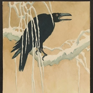 Blackbird in snow