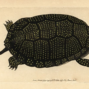 Blandings tortoise, Emydoidea blandingii Endangered