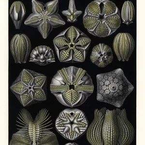 Blastoids or fossil extinct echinoderms