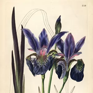 Blood iris, Iris sanguinea