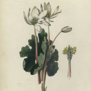 Bloodroot, Sanguinaria canadensis