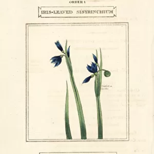 Blue-eyed grass or iris-leaved sisyrinchium
