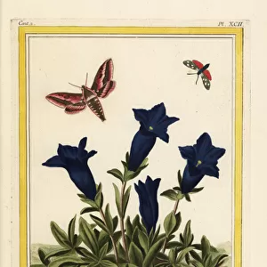Blue gentian, Gentiana acaulis