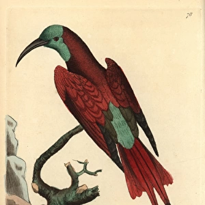Blue-headed bee-eater, Merops muelleri
