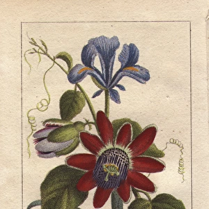 Blue iris and passionflower, Iris spuria