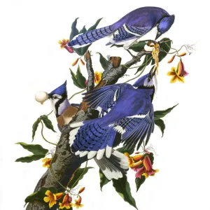 Blue Jay, by John James Audubon