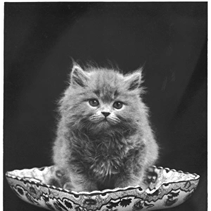 Blue Persian Kitten / 1936