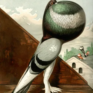 Blue Pouter Cock Pigeon