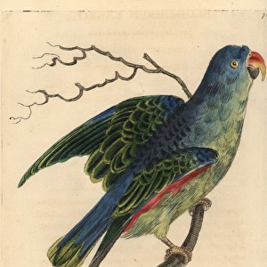 Blue-rumped parrot, Psittinus cyanurus Near threatened