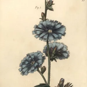 Blue succory or common chicory, Cichorium intybus