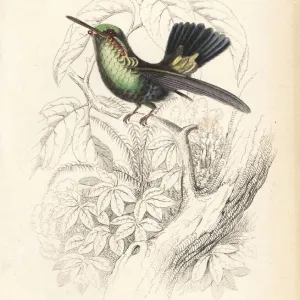 Blue-tailed emerald, Chlorostilbon mellisugus