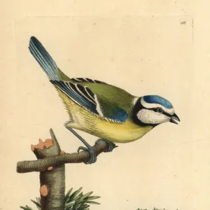 Blue tit, Cyanistes caeruleus