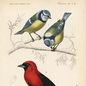 Blue tit, Parus coeruleus, and flamboyant