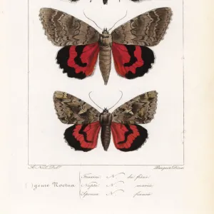 Blue underwing, red underwing and dark crimson underwing