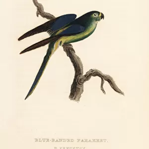 Blue-winged parrot, Neophema chrysostoma