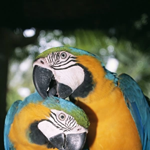 Blue and Yellow MACAWS / Blue and Gold macaws - X2 preening
