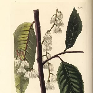 Blueberry ash, Elaeocarpus reticulatus