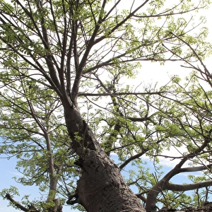 Boab / Baobab Tree