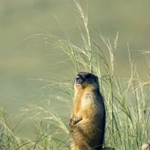 Bobak / Steppe Marmot - adult - observes surroundings
