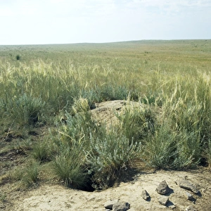 Bobak / Steppe Marmot - a burrow complex in steppe