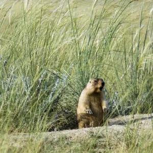 Bobak / Steppe Marmot - fat adult, ready for hibernation