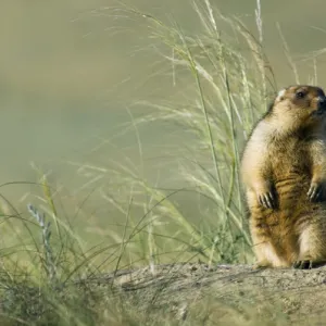 Bobak / Steppe Marmot - fat adult - observes