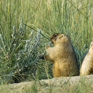 Bobak / Steppe Marmot - a pair of fat adults, ready