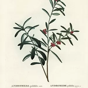 Bog rosemary, Andromeda polifolia