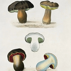 Bolete sp. bolete mushrooms