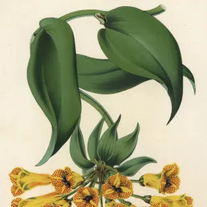 Bomarea multiflora