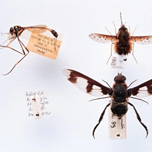 Bombyliidae specimens