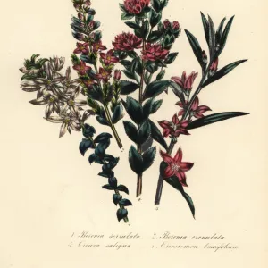 Boronia, crowea, and eriostemon species