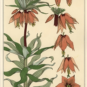 Botanical illustration of the crown imperial