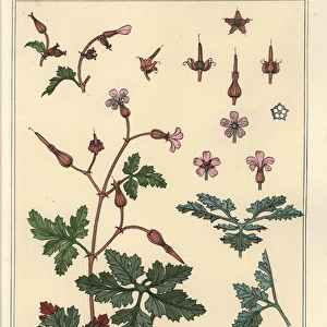 Botanical illustration of a geranium flower, petals, leaves
