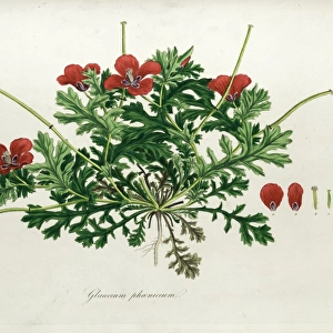 Botanical illustration Glaucium phoenicum (Sibthorp)