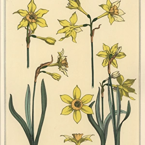 Botanical illustration of the jonquil, Narcissus